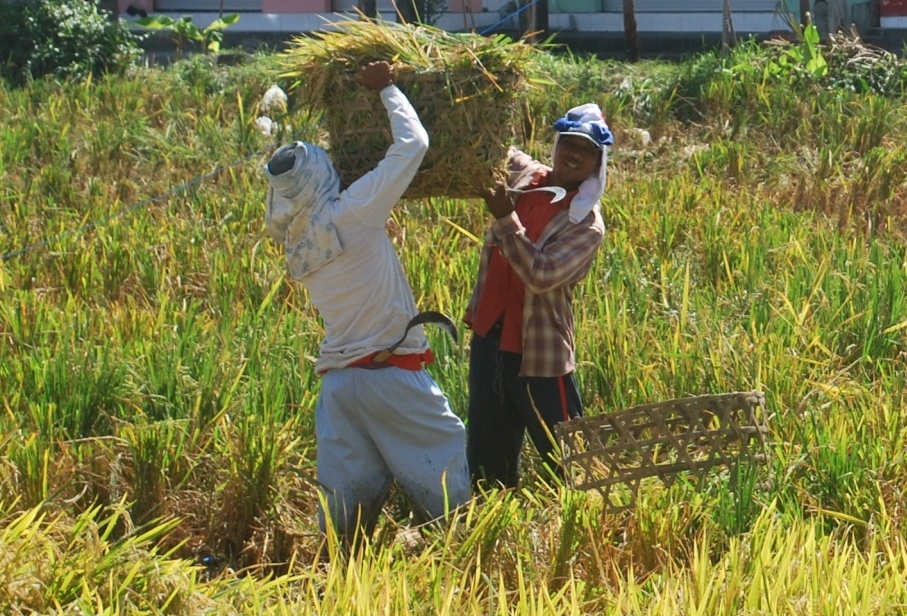 Padi, “Guremisasi Petani”,  dan Mengembalikan Pertanian kepada Paradigma Budaya
