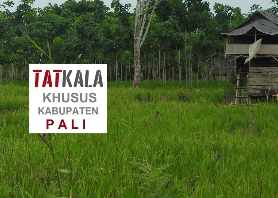 Padi Ladang Bertahan di Antara Perkebunan Karet dan Pipa Migas