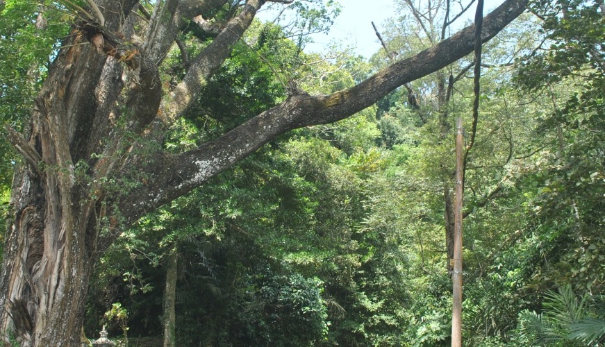 Perlindungan Pohon dalam Undang-Undang Bali Kuno - Renungan Pasca Bencana