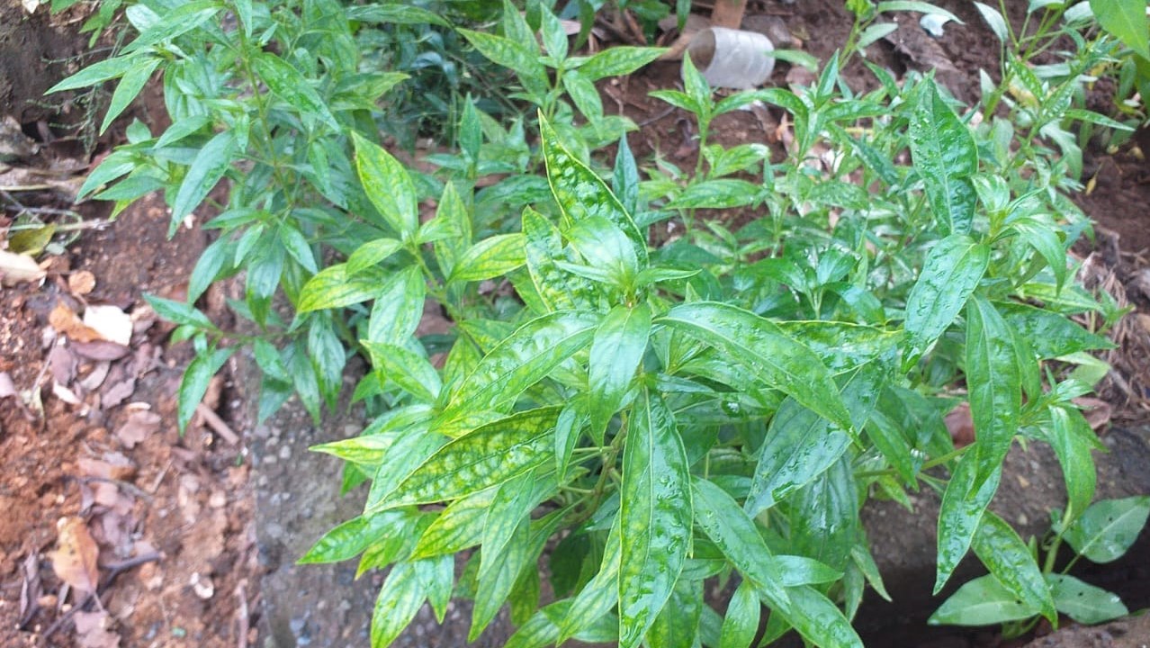 Tatkala.co