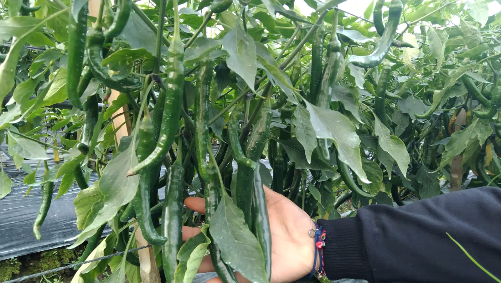 Tatkala.co