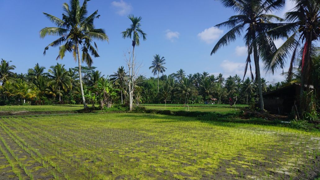 <strong>Subak Kulub Atas Tampaksiring Sudah Setahun Kekeringan Tanpa Solusi</strong>