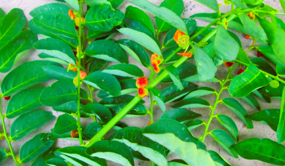 Tatkala.co